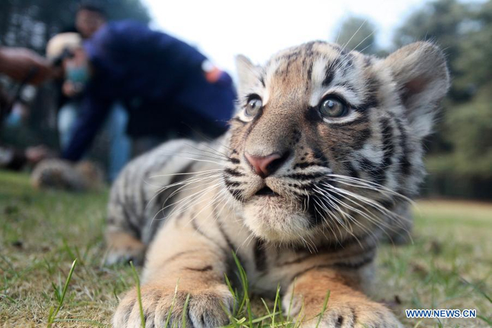 A baby tiger is seen at Yangzhou Zoo in Yangzhou, east China's Jiangsu Province, Dec. 24, 2020. The tiger triplets from Yangzhou Zoo made their debut here on Thursday. The triplets, two females and one male, were born on Oct. 24 this year. (Photo by Meng Delong/Xinhua)