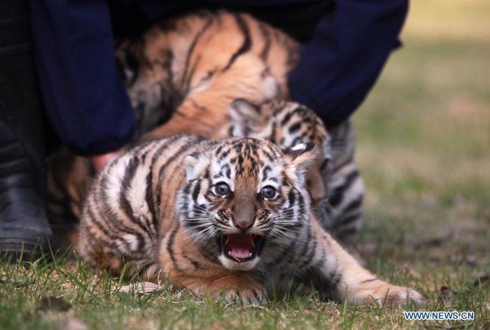 Three baby tigers are seen at Yangzhou Zoo in Yangzhou, east China's Jiangsu Province, Dec. 24, 2020. The tiger triplets from Yangzhou Zoo made their debut here on Thursday. The triplets, two females and one male, were born on Oct. 24 this year. (Photo by Meng Delong/Xinhua)