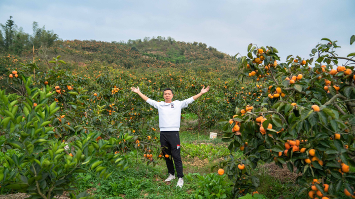 △陈鸿霖回到家乡创业通过电商销售柿饼
