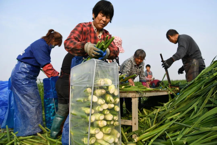 阜阳市颍上县夏桥镇毛桥村大力发展茭白产业，有效带动当地贫困群众就业增收 张端 摄