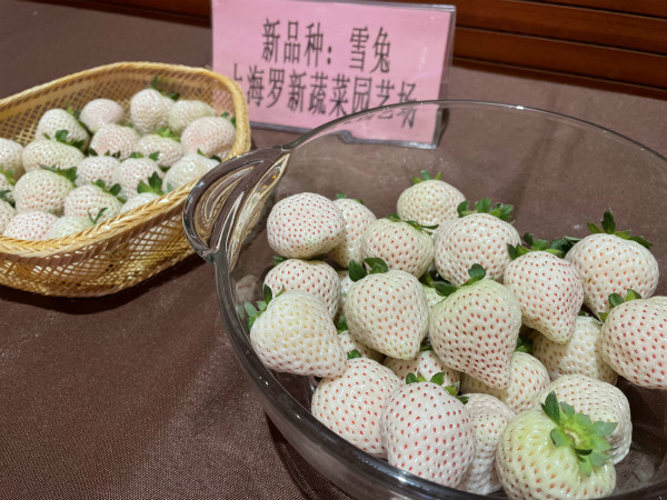 图说：现场展示的草莓新品。