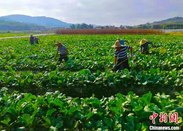     增城迟菜心是远近驰名的优质蔬菜品种。　程景伟　摄