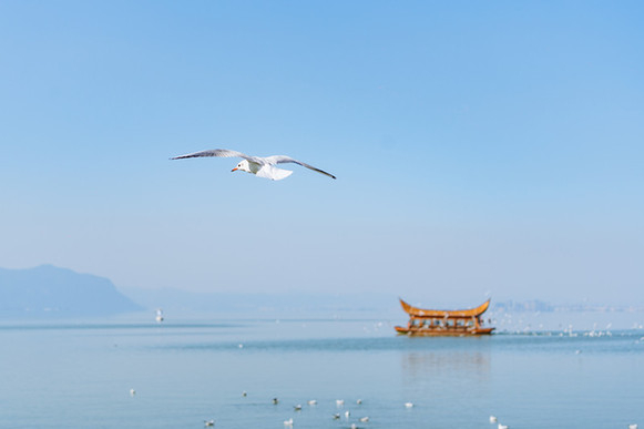 西伯利亚来昆越冬的海鸥，为春城冬日注入了文旅活力。新华网发（供图）