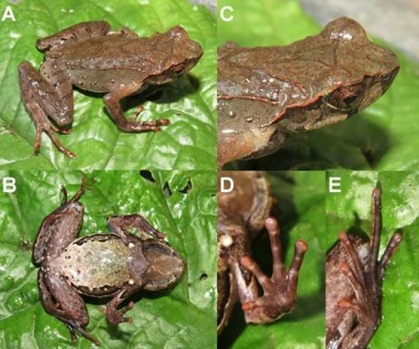 叶氏角蟾Megophrys yeae