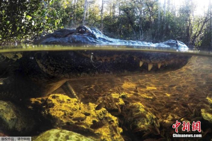 资料图：2019年10月30日，在佛罗里达州的国家保护区，一只短吻鳄在水中觅食。