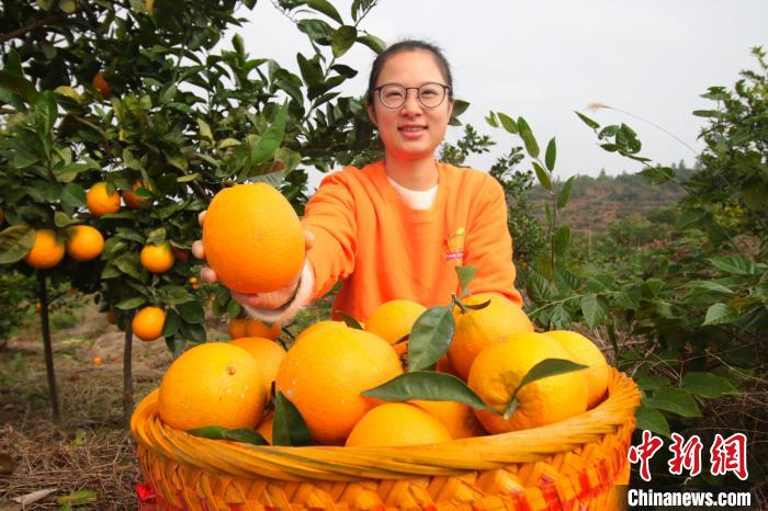     余干县大溪乡杨源村驻村扶贫第一书记谭湘展示刚从枝头采摘的脐橙。 王成前 摄