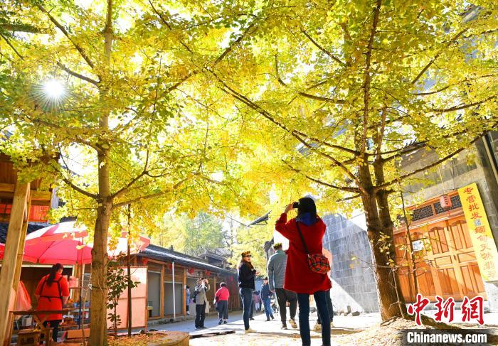 游客在银杏树下拍摄照片。　安源 摄