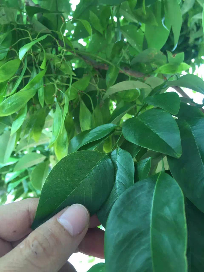 知道木材黄金海南黄花梨价值连城，树究竟长什么样，你知道吗？_新浪新闻