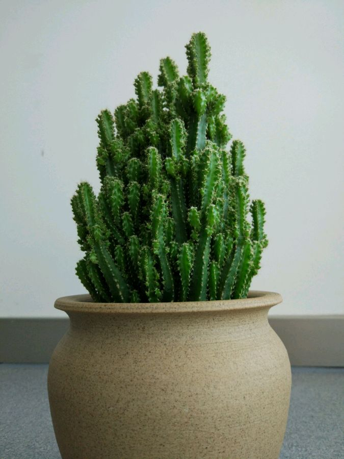 金鱼为什么不能吃？