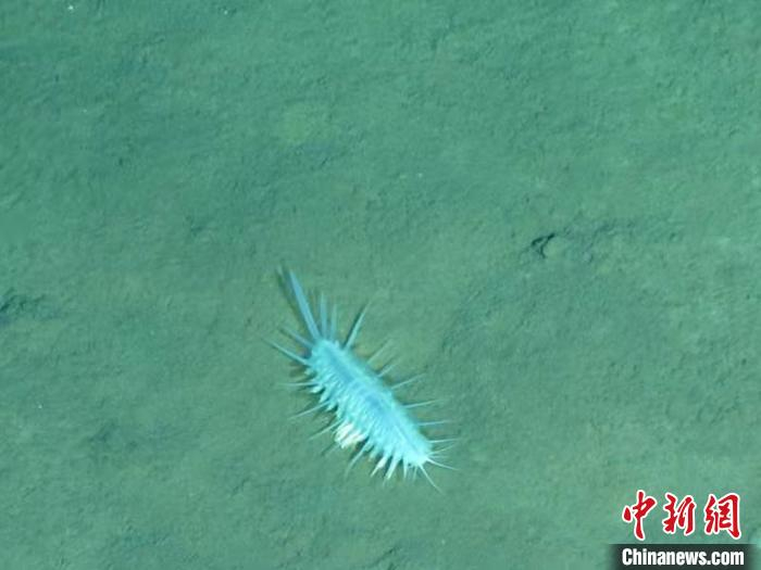 图为“奋斗者”号下潜万米海底拍到的照片。　七〇二所供图 