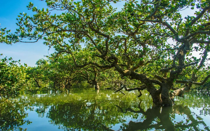 ▲红树林长在陆地海洋交接地带，潮涨时没进海里，潮退时浮出水面。受访者供图
