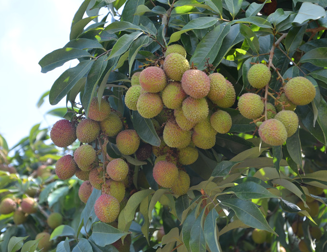 缀满枝头的荔枝 红河州委宣传部供图