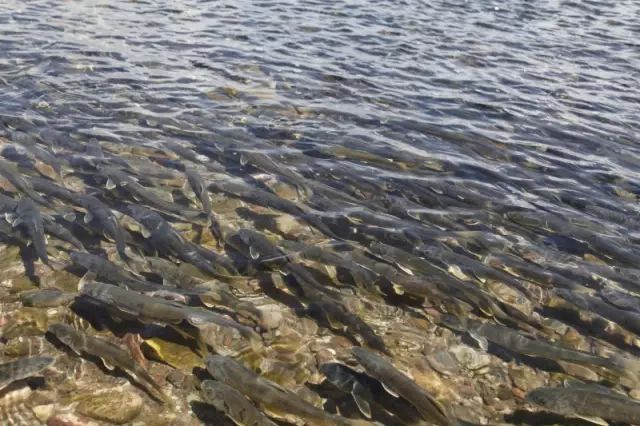 本文图片青海日报微信公众号