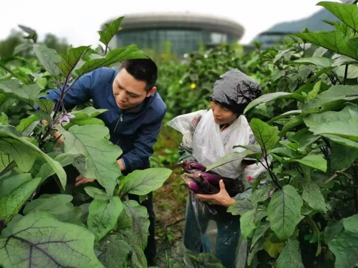  余永流（左）在田间帮助群众采收茄子