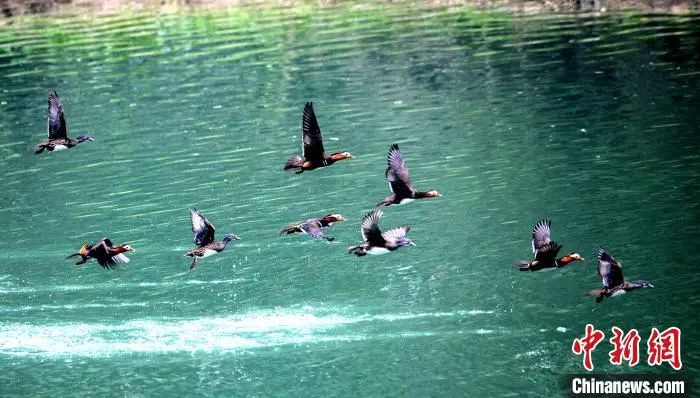 南漳县东巩镇昌集村漳河水面拍摄到的野生鸟类。王冠仑 摄
