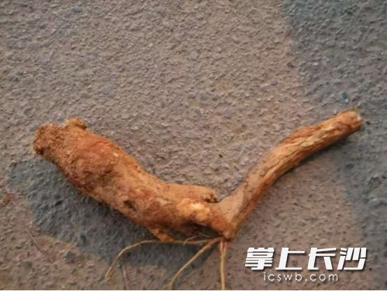 △让谢先生误食中毒的商陆根。