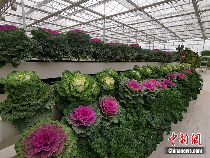 大棚中种植的蔬菜。中新网记者 宋宇晟 摄