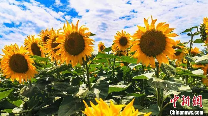 资料图。尚钟林 摄