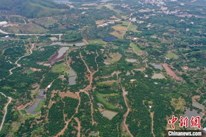 航拍梅县区松口镇金柚种植基地。　陈骥旻 摄