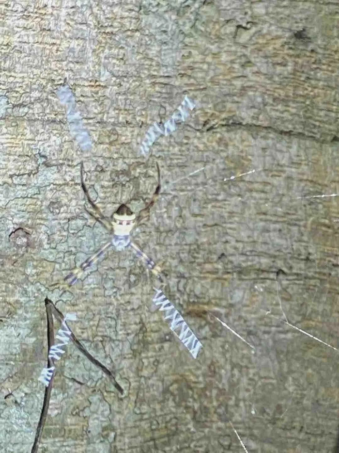 会写英文字母的“鬼脸蜘蛛”，白色字母的丝是为了增强反射，吸引猎物扑上网后便于捕捉。张文凌 摄