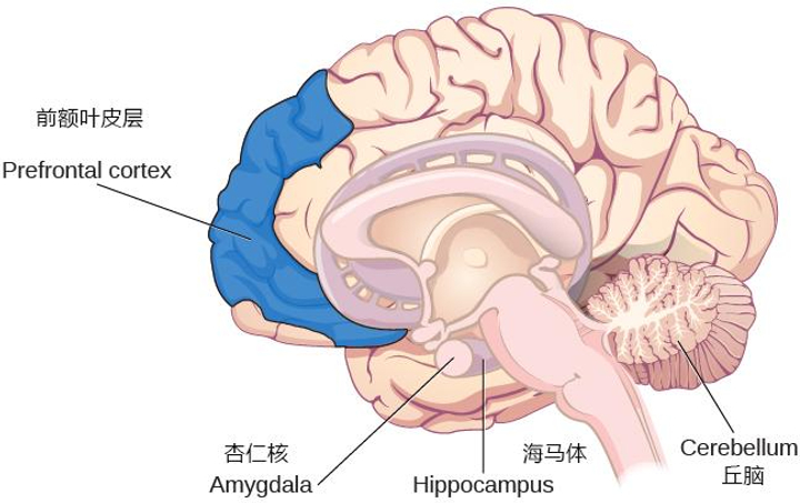与记忆产生相关的脑区