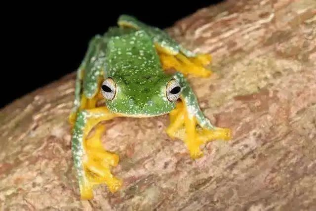 拥有巨大双眼和鲜艳体色的黑蹼树蛙令夜观参与者兴奋很久。刘光裕 摄
