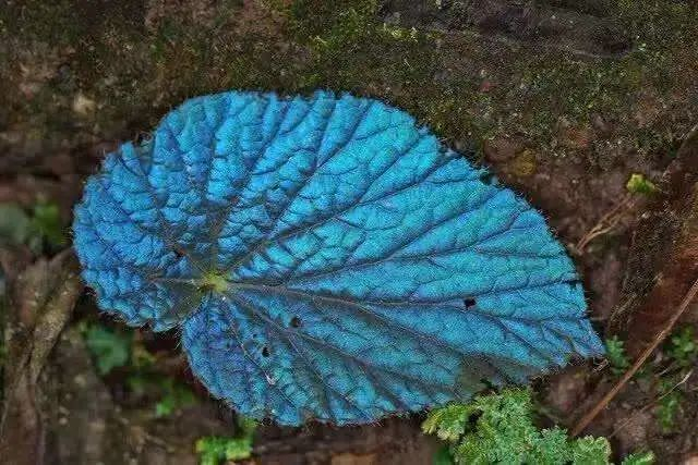 秋海棠独特的叶片结构有利于在弱光条件下进行光合作用。刘光裕 摄