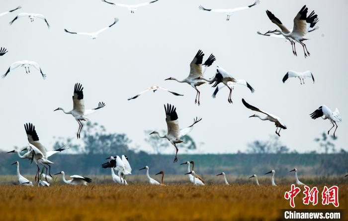 白鹤在余干县康山垦殖场插旗分场稻田里栖息。　雷小勇 摄