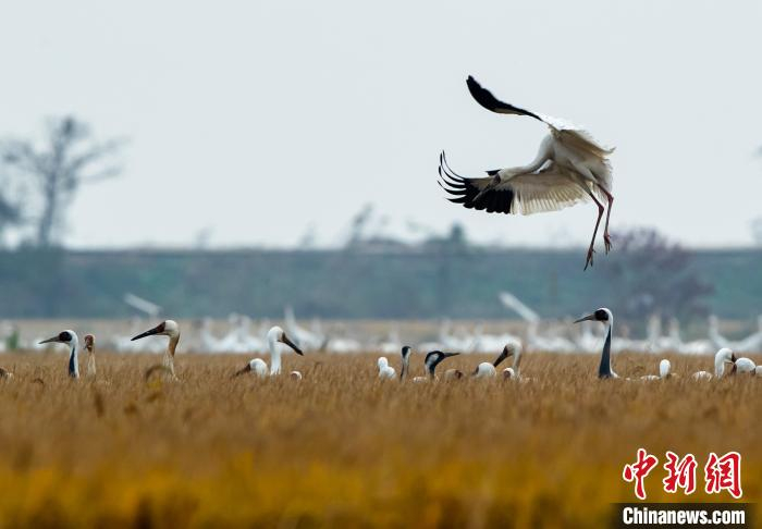 白鹤在余干县康山垦殖场插旗分场觅食、栖息。　雷小勇 摄