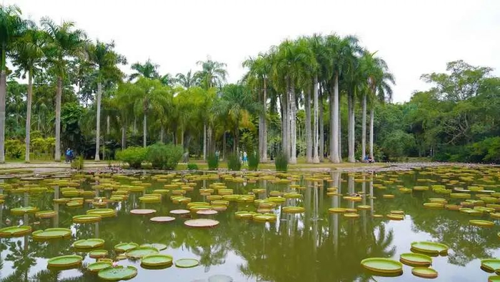 西双版纳热带植物园内的王莲。张志巍 摄