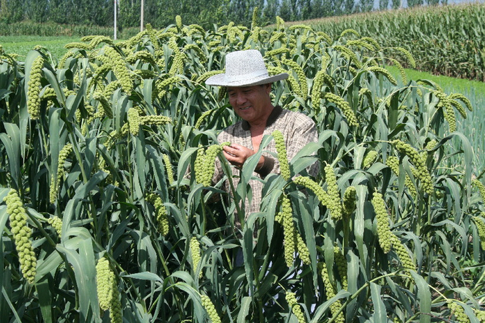 当地农民因地制宜发展特色小杂粮种植。新华网发 赵春晓 摄