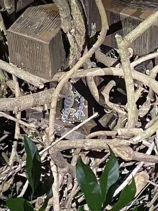 藤本园角落里的大壁虎一家，色泽亮丽。张文凌 摄