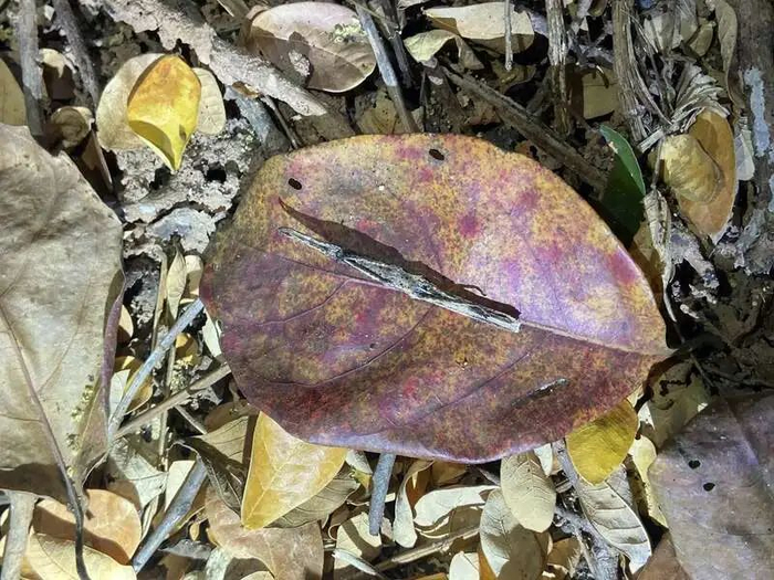 装死的竹节虫。张文凌 摄