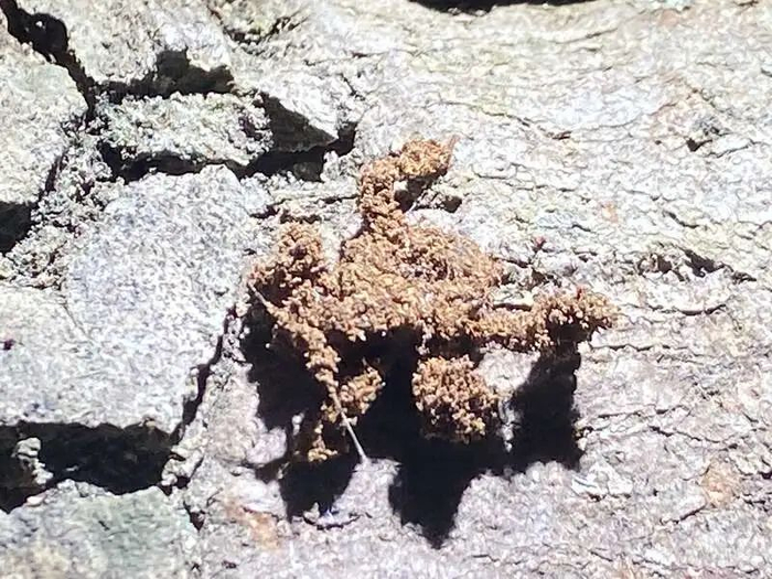 用垃圾伪装自己的荆猎蝽 。它的“外套”既可以偷袭吃掉蚂蚁，危机时也可抛掉“外套”逃生。张文凌 摄