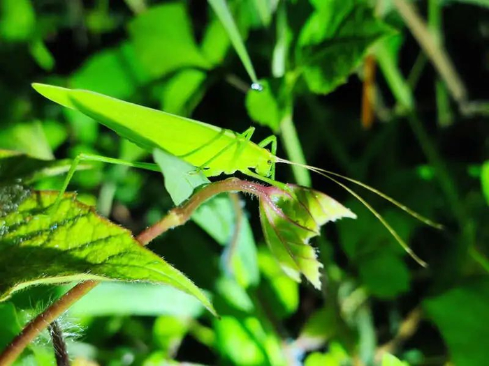 昆虫纲动物螽斯。刘光裕 摄