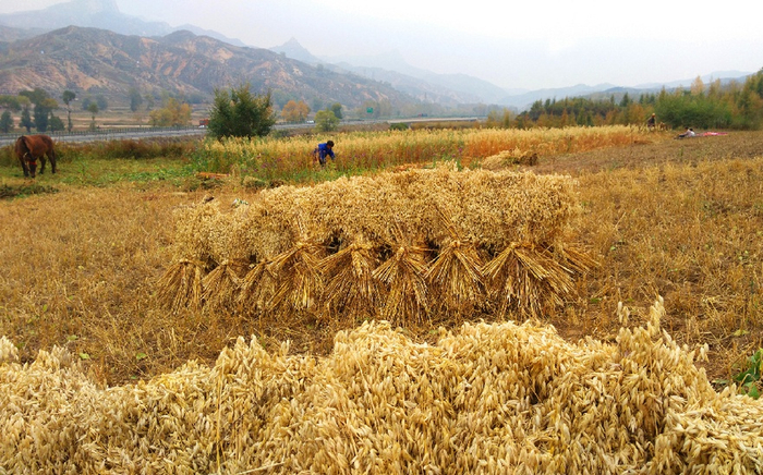丰收农民收割忙。新华网发 宫清华 摄