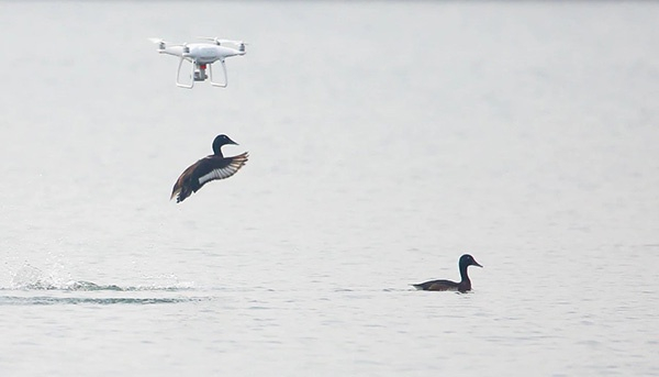 无人机靠得太近，青头潜鸭受惊起飞。  观鸟者微信公众号 图