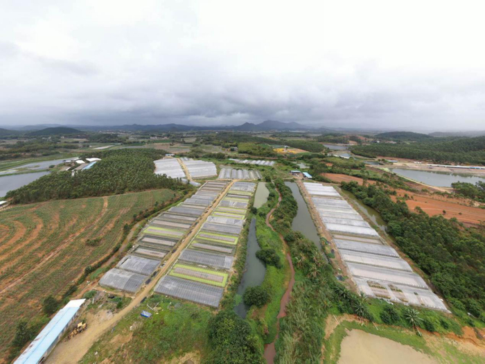 广东省江门市台山市泰国虎纹蛙蛙塘俯瞰。&nbsp; 受访者供图