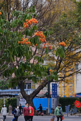 街拍 | 满树金黄似宝塔，满城尽是“无忧花”