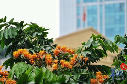 街拍 | 满树金黄似宝塔，满城尽是“无忧花”