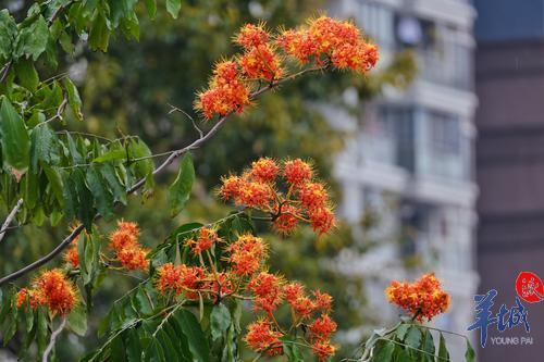 街拍 | 满树金黄似宝塔，满城尽是“无忧花”