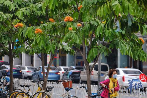 街拍 | 满树金黄似宝塔，满城尽是“无忧花”