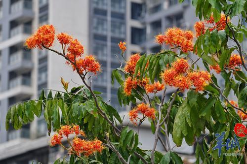 街拍 | 满树金黄似宝塔，满城尽是“无忧花”