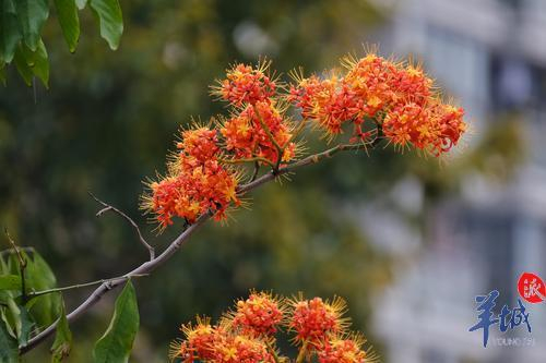 街拍 | 满树金黄似宝塔，满城尽是“无忧花”