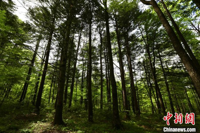 吉林省境内的原始森林 魏静 摄