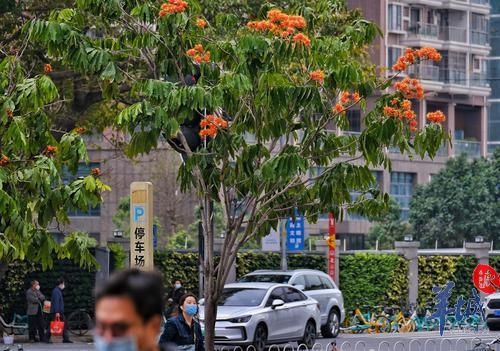 街拍 | 满树金黄似宝塔，满城尽是“无忧花”