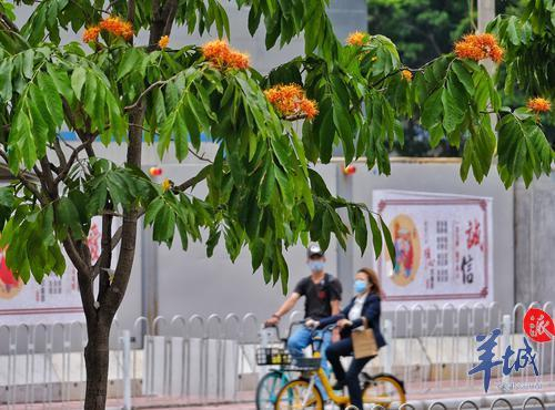 街拍 | 满树金黄似宝塔，满城尽是“无忧花”