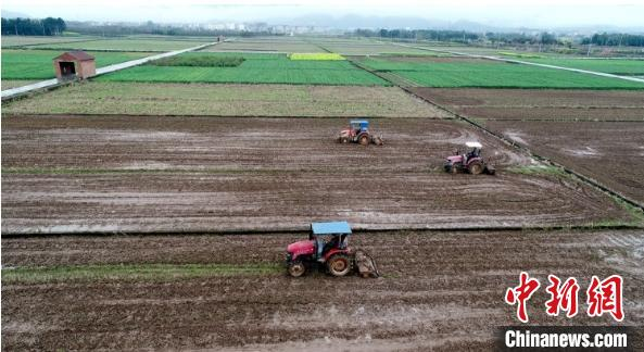 台州仙居埠头镇的一片开阔水田里，三台“铁牛”正在来回穿梭翻耕作业 王华斌 摄