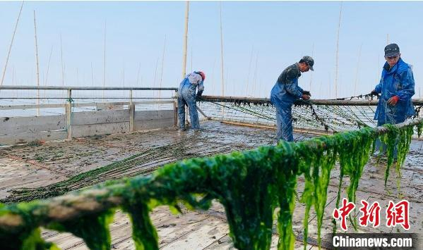 台州玉环海上“春耕”忙 李藏露 摄