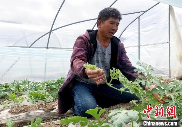     台州玉环瓜农战“疫”春耕两不误　郑琦琪　摄